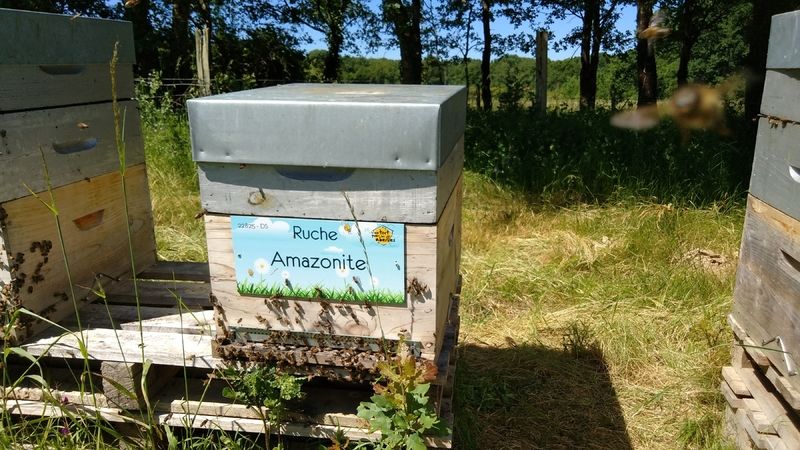 La ruche Amazonite
