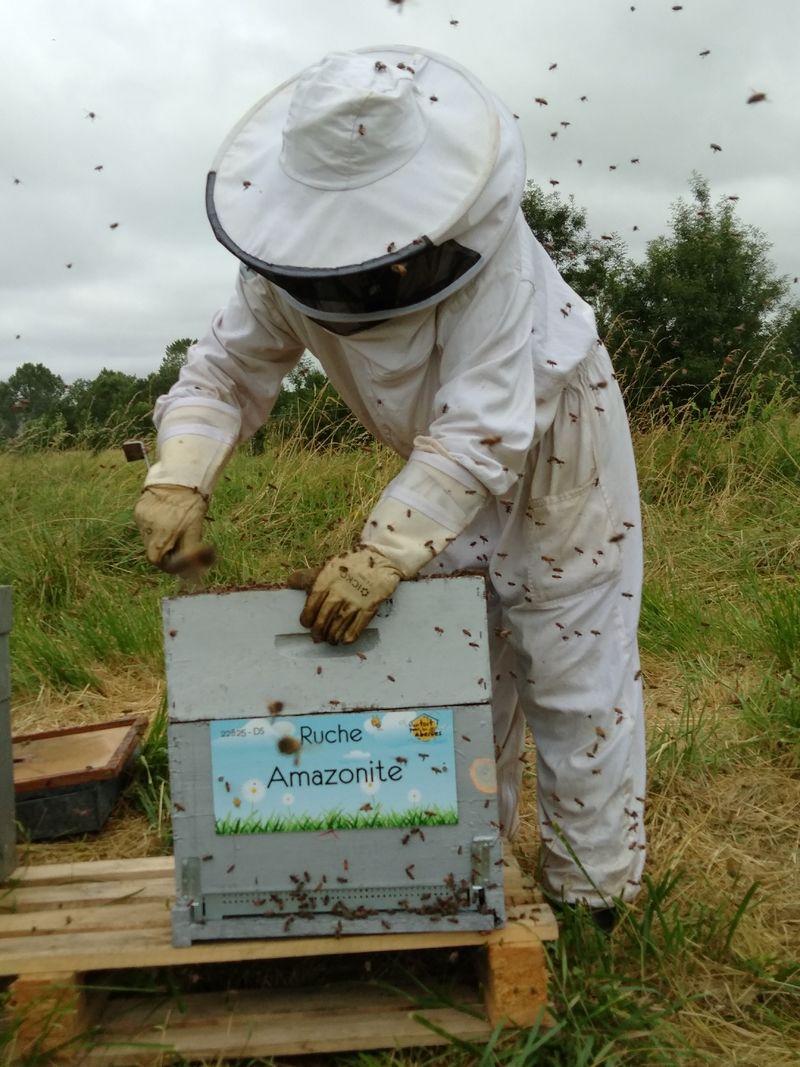 La ruche Amazonite