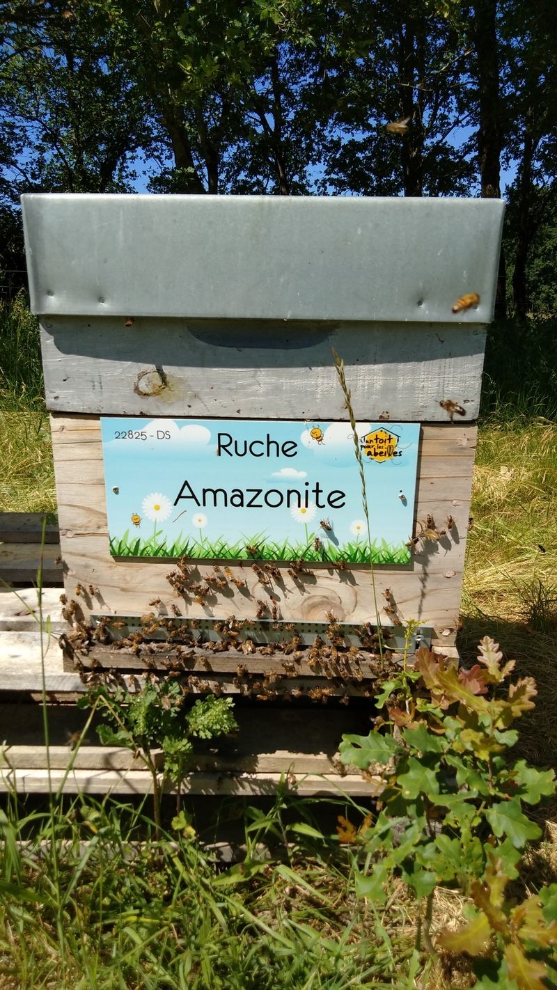 La ruche Amazonite