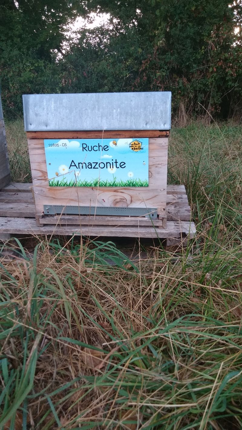 La ruche Amazonite