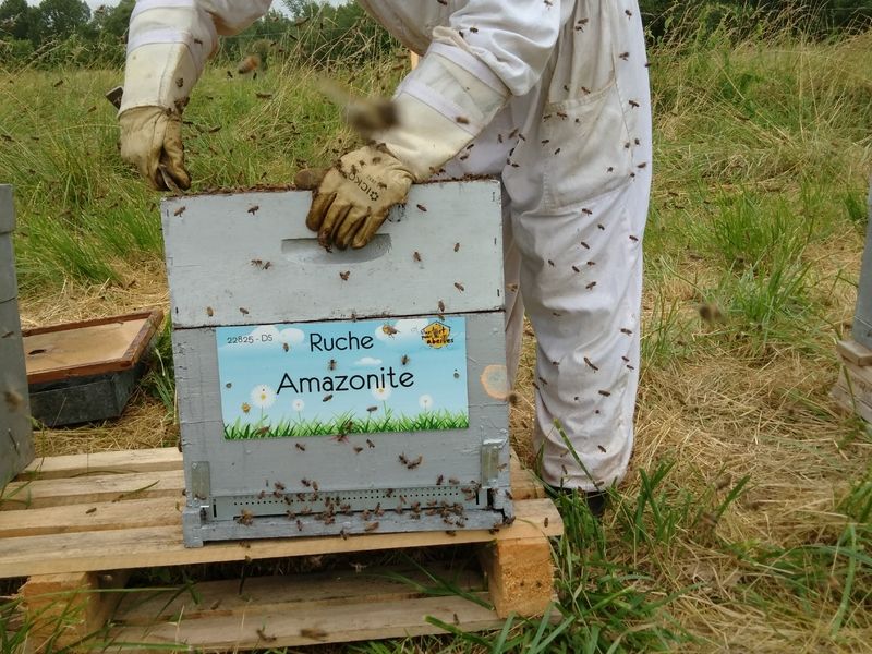 La ruche Amazonite