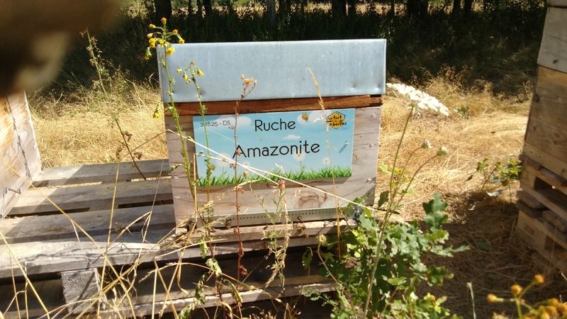 La ruche Amazonite
