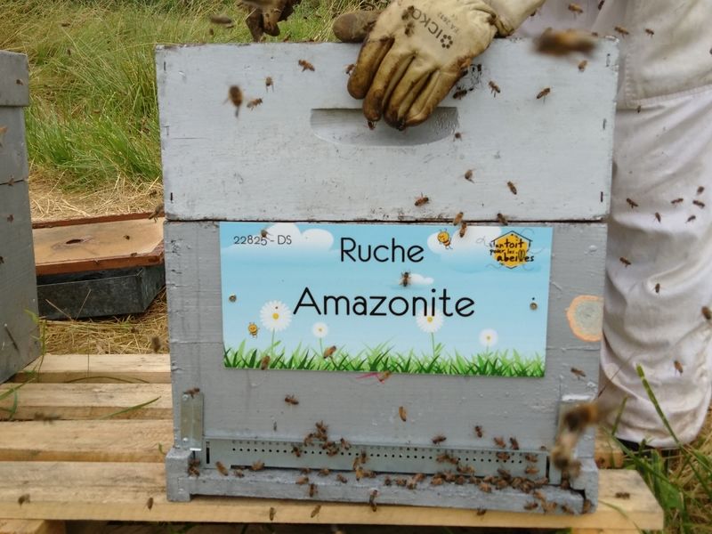 La ruche Amazonite