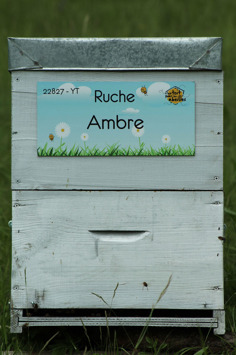 La ruche Ambre