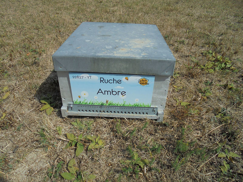 La ruche Ambre