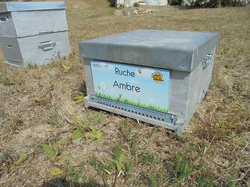 La ruche Ambre