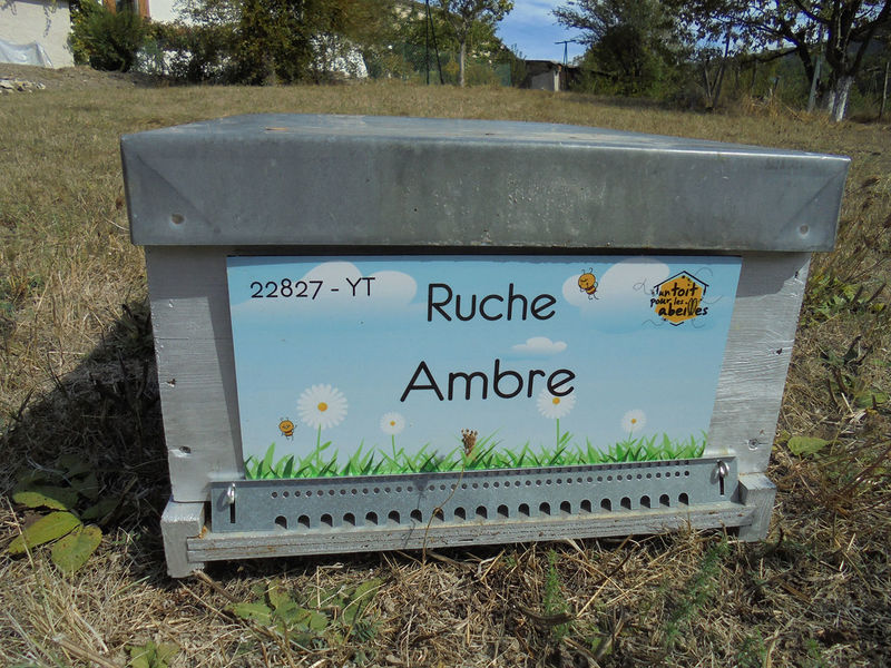 La ruche Ambre