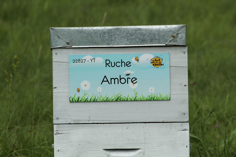 La ruche Ambre