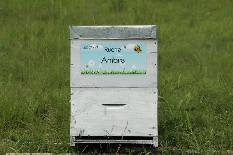 La ruche Ambre