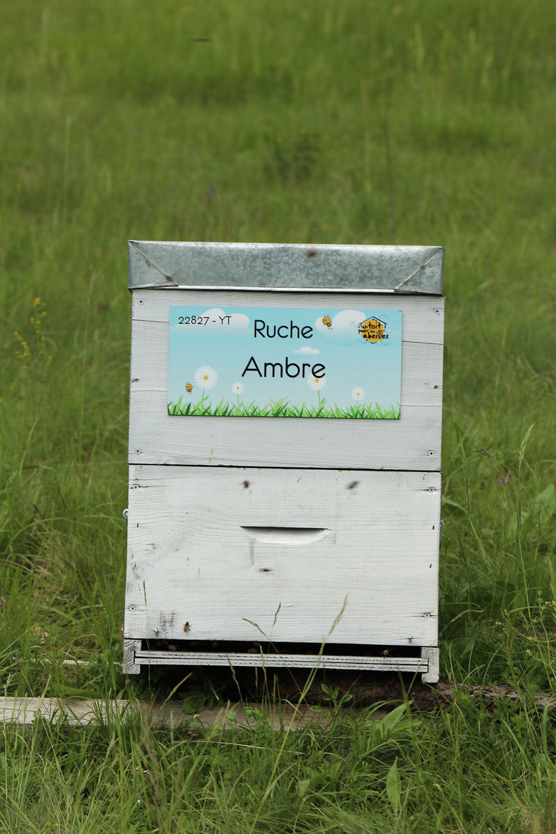La ruche Ambre