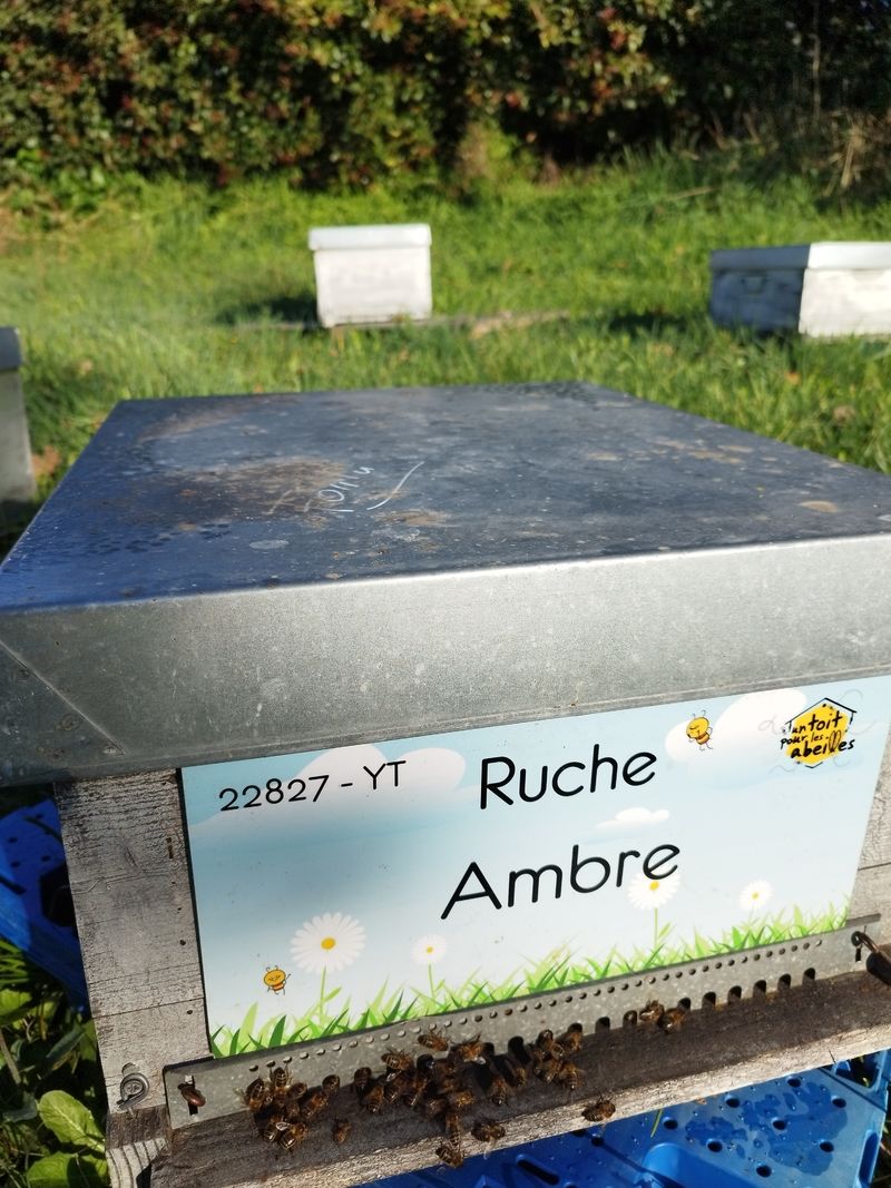 La ruche Ambre