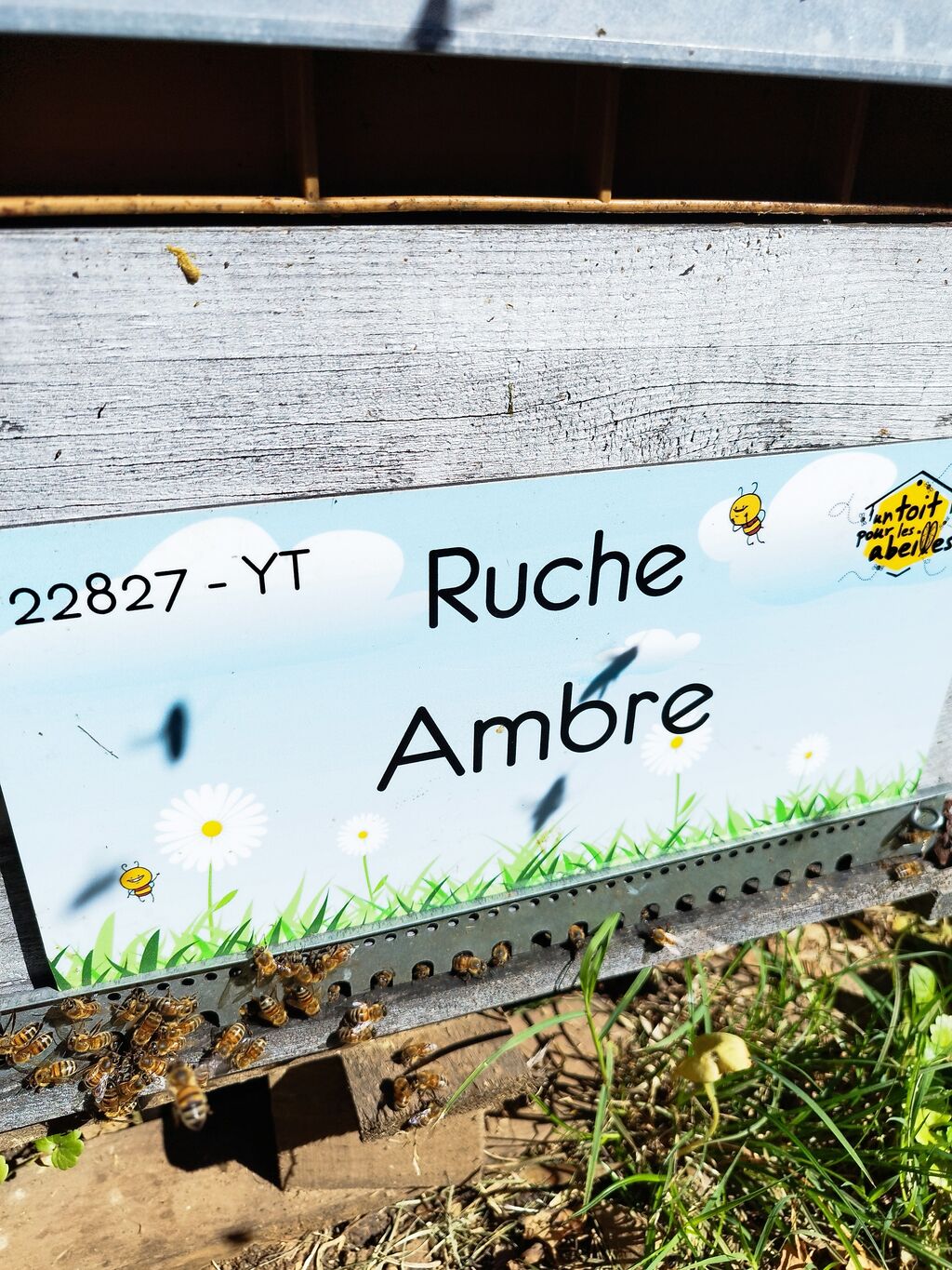 La ruche Ambre