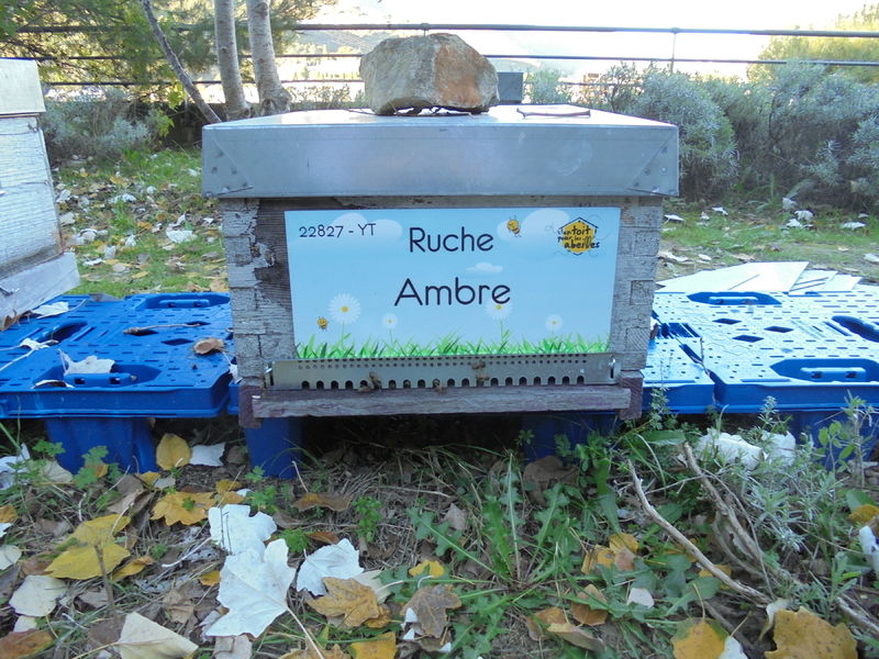 La ruche Ambre