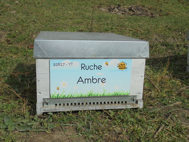 La ruche Ambre