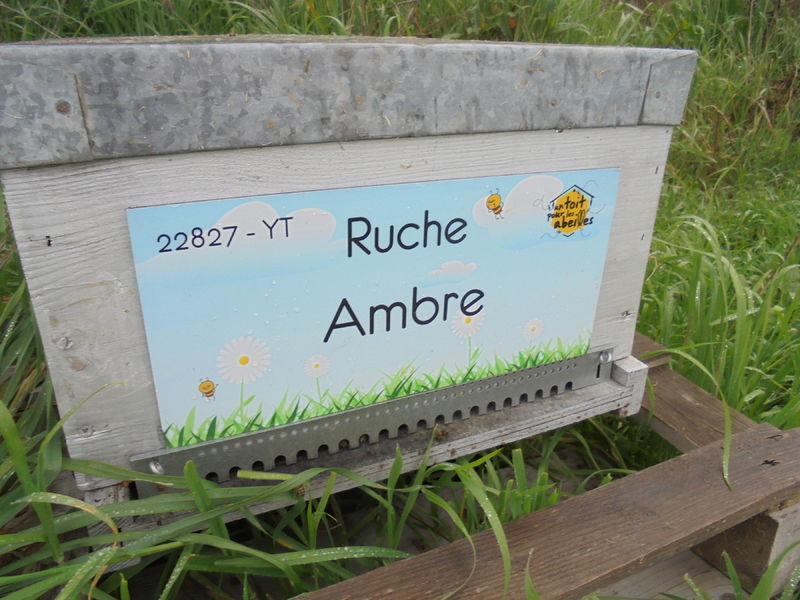 La ruche Ambre