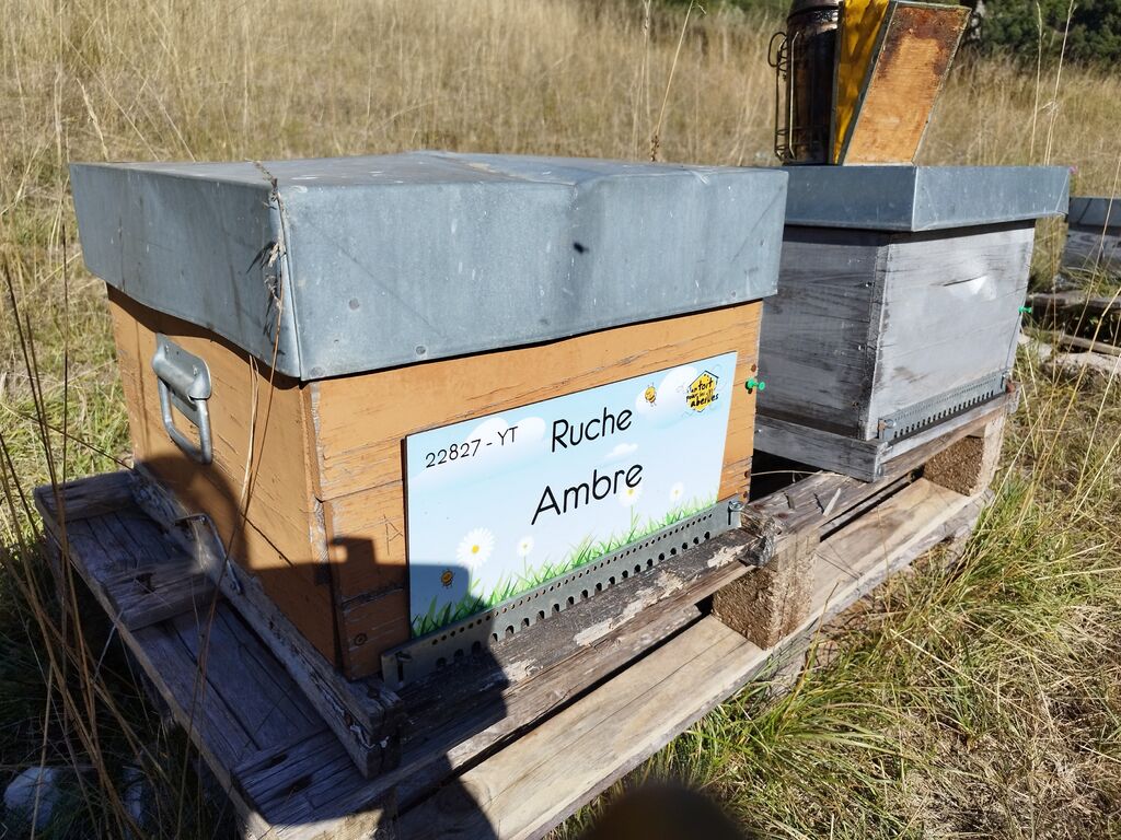La ruche Ambre