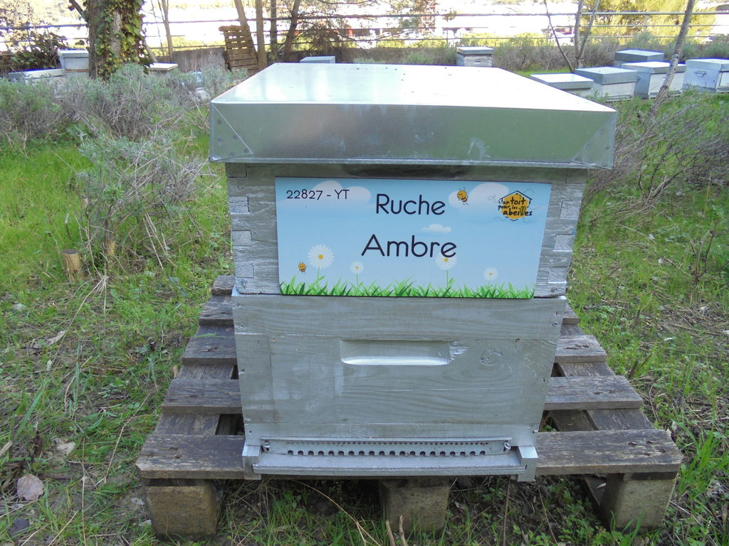 La ruche Ambre