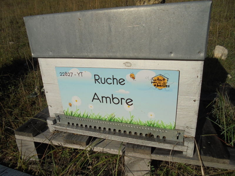 La ruche Ambre