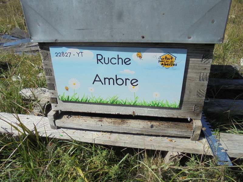 La ruche Ambre