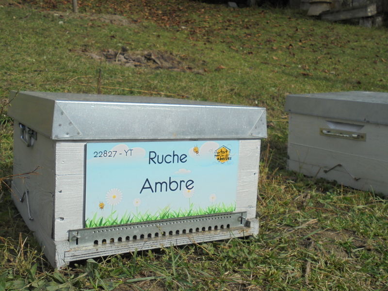La ruche Ambre