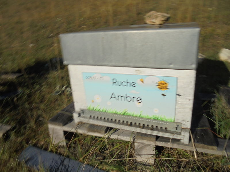 La ruche Ambre
