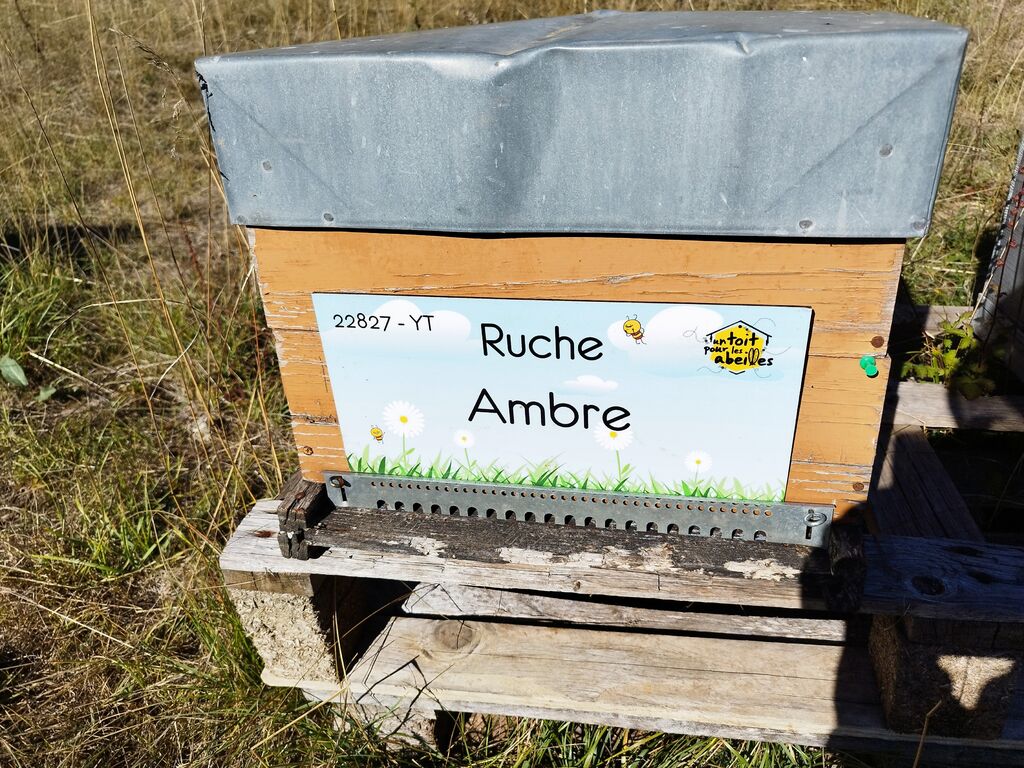 La ruche Ambre