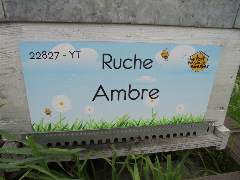 La ruche Ambre