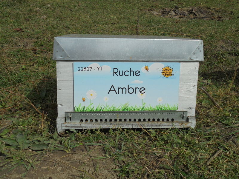 La ruche Ambre