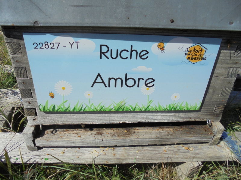 La ruche Ambre