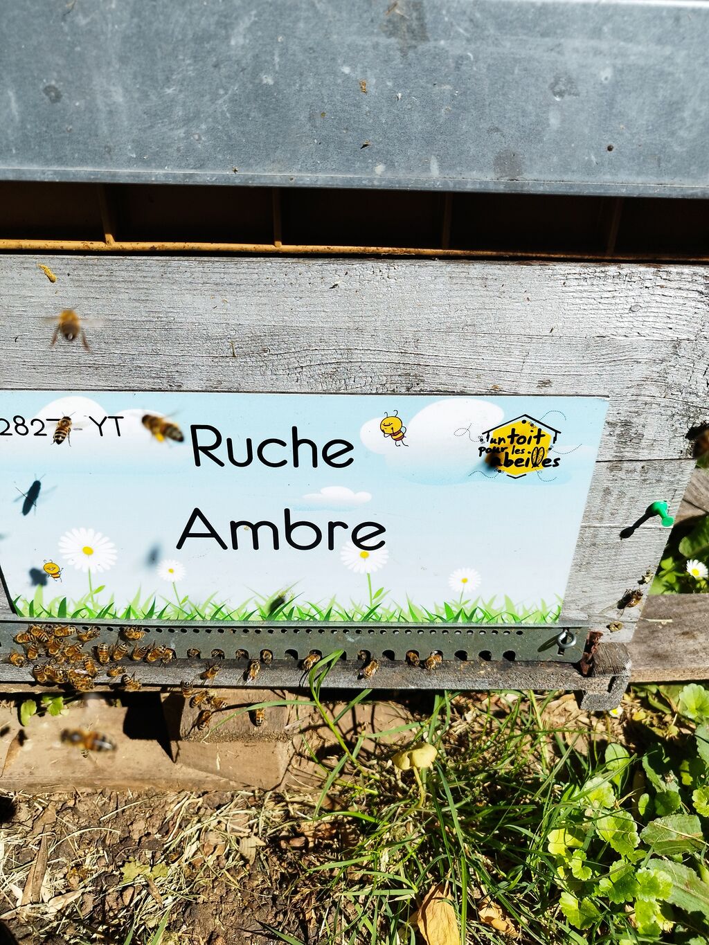 La ruche Ambre