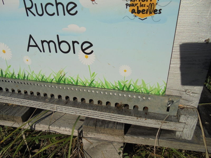 La ruche Ambre