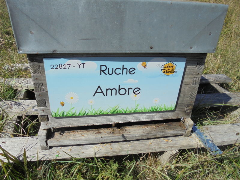 La ruche Ambre
