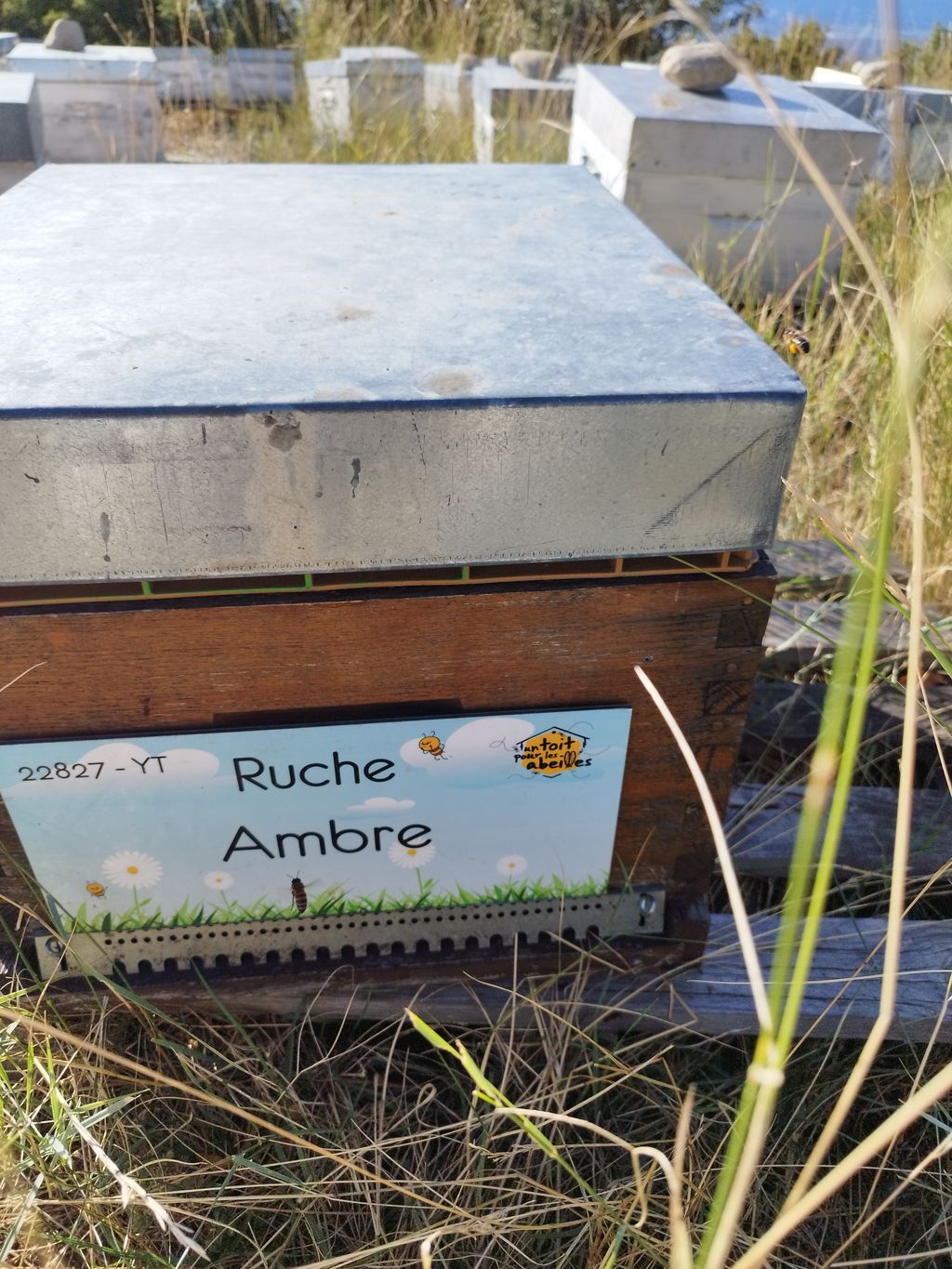La ruche Ambre