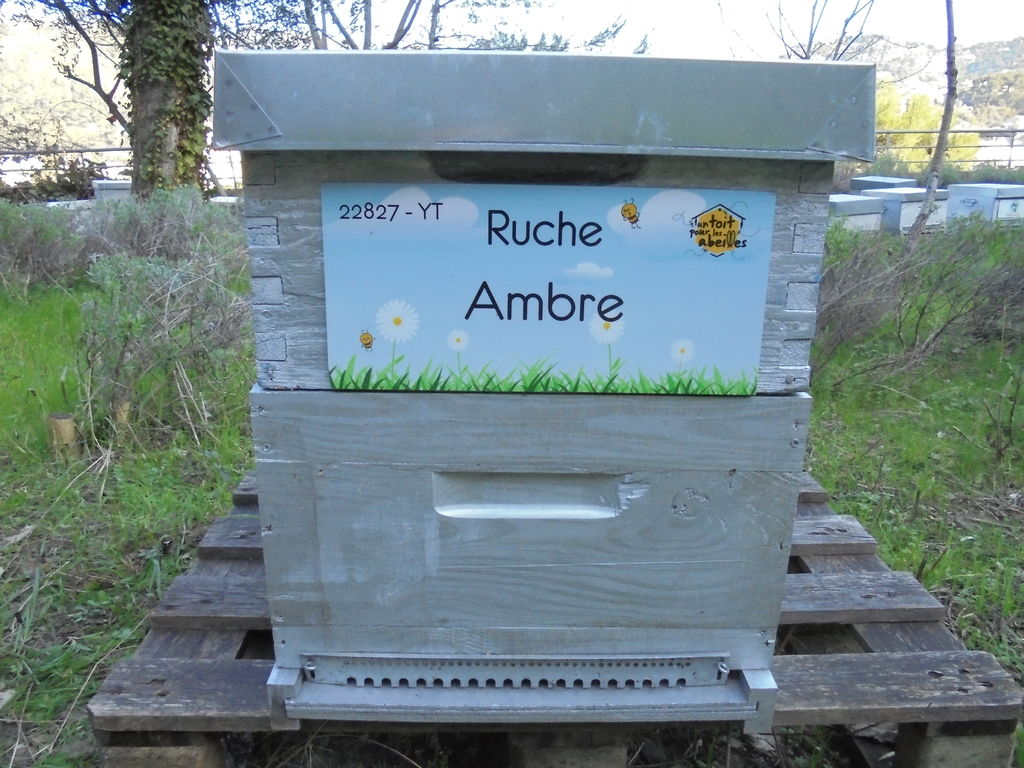 La ruche Ambre