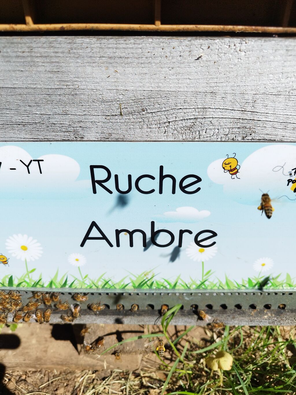 La ruche Ambre