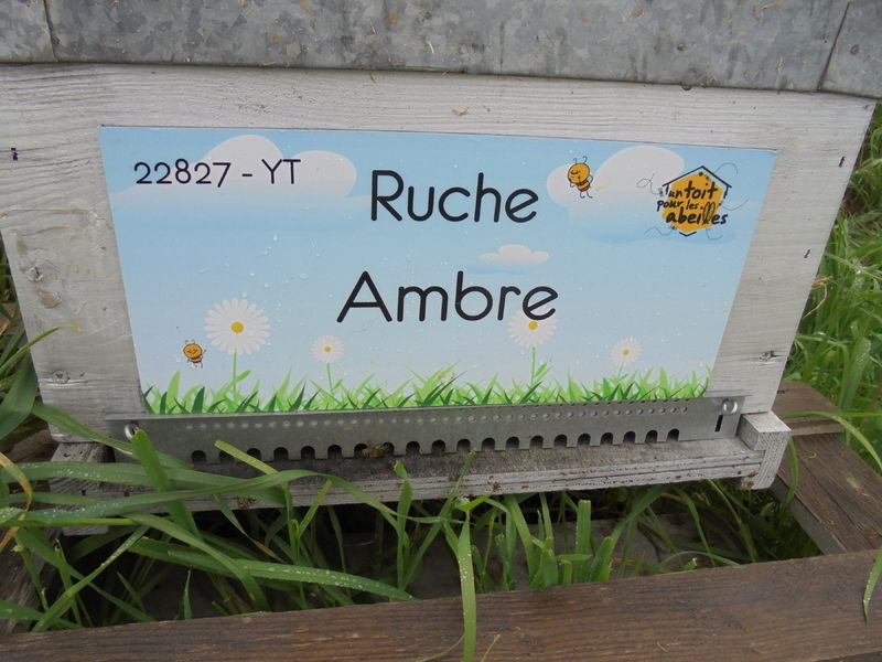 La ruche Ambre
