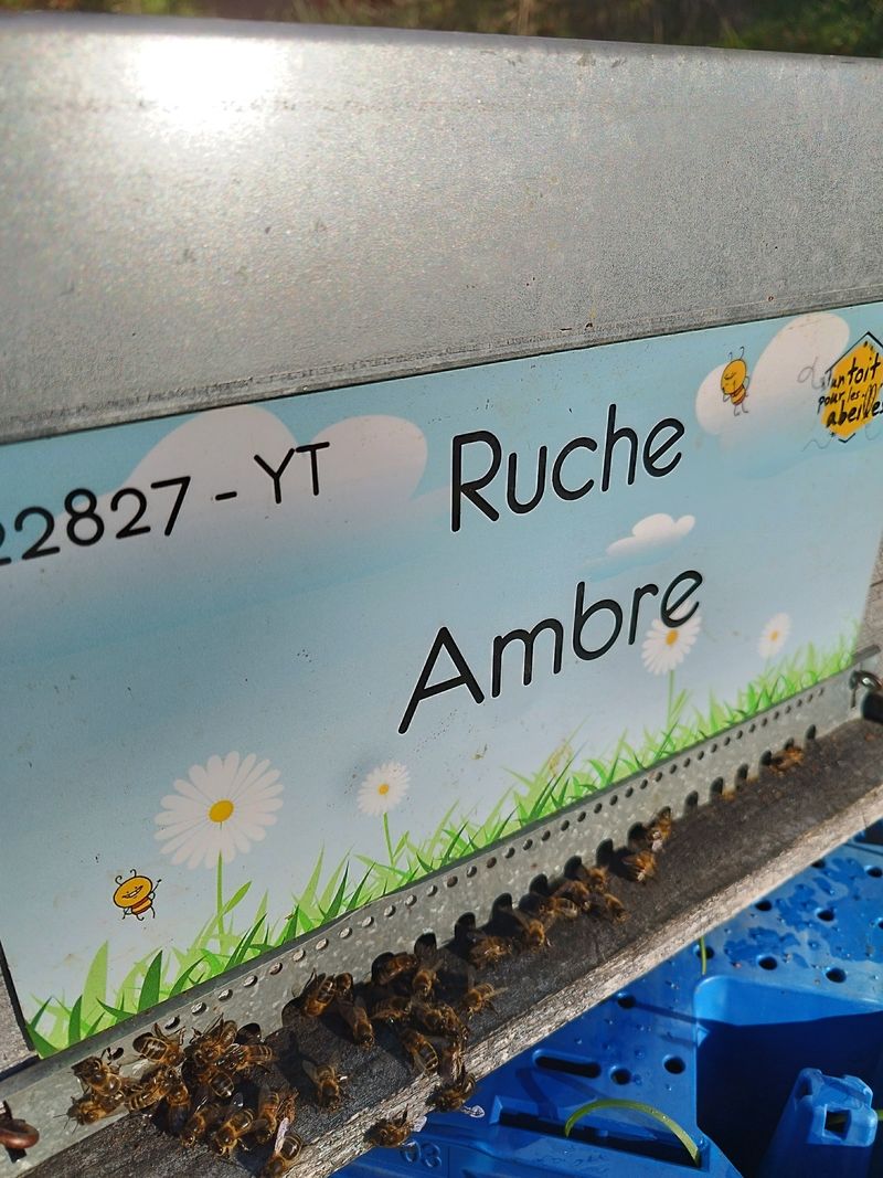 La ruche Ambre