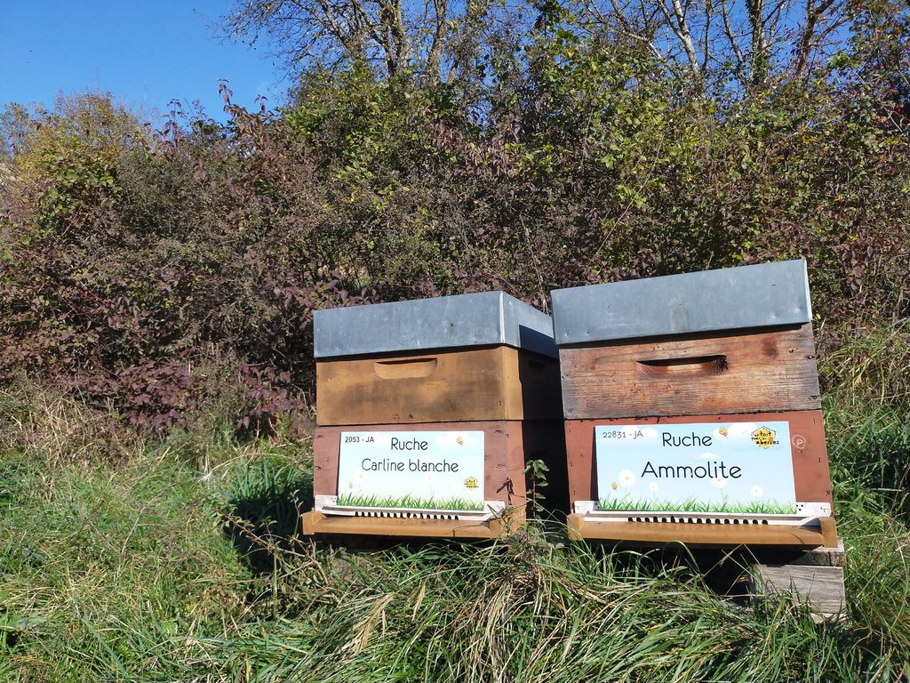 La ruche Ammolite