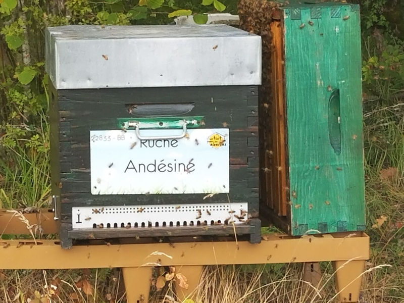 La ruche Andésine