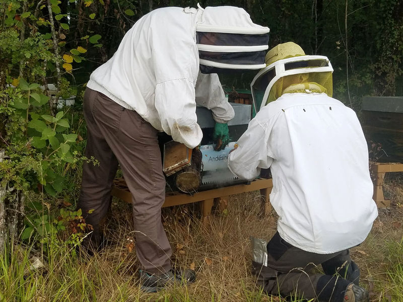 La ruche Andésine