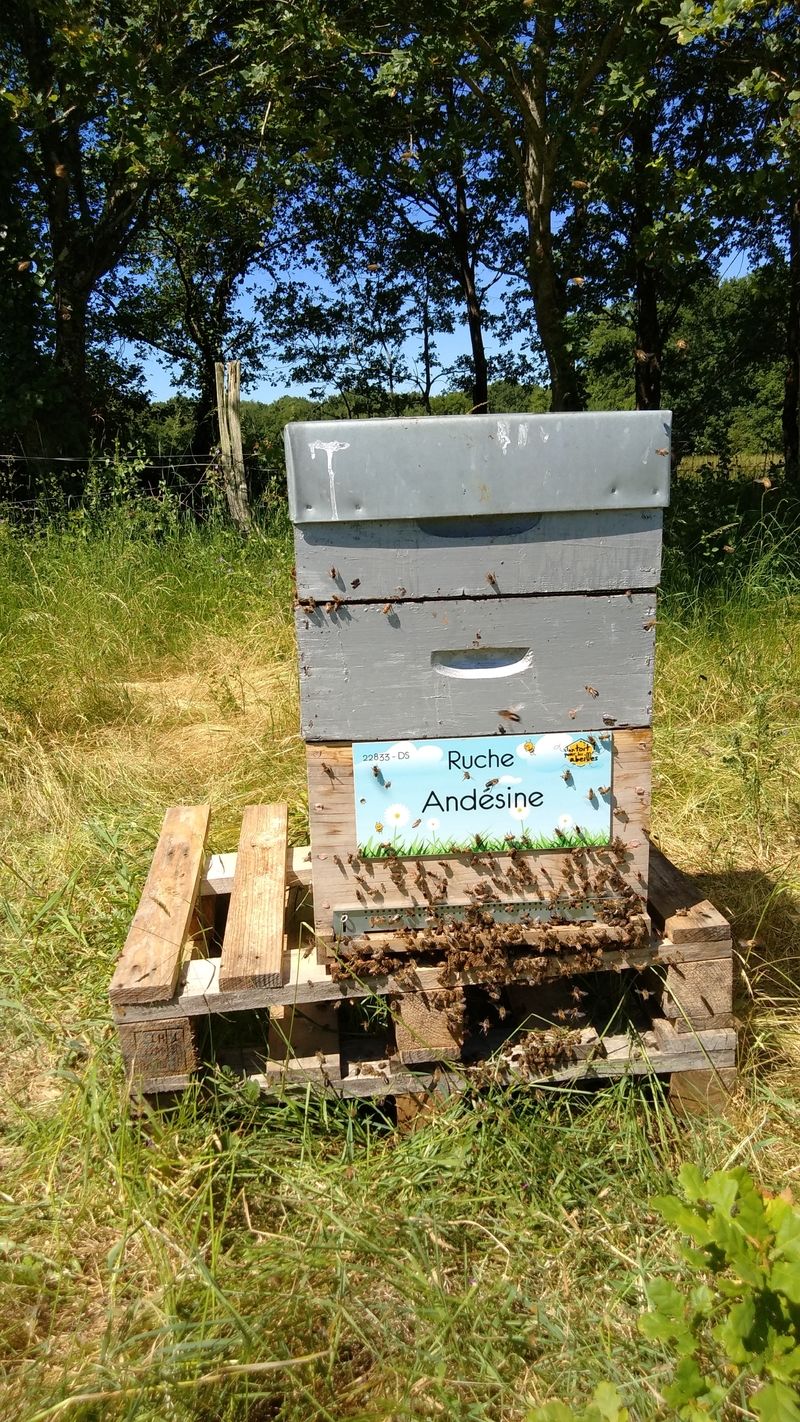 La ruche Andésine