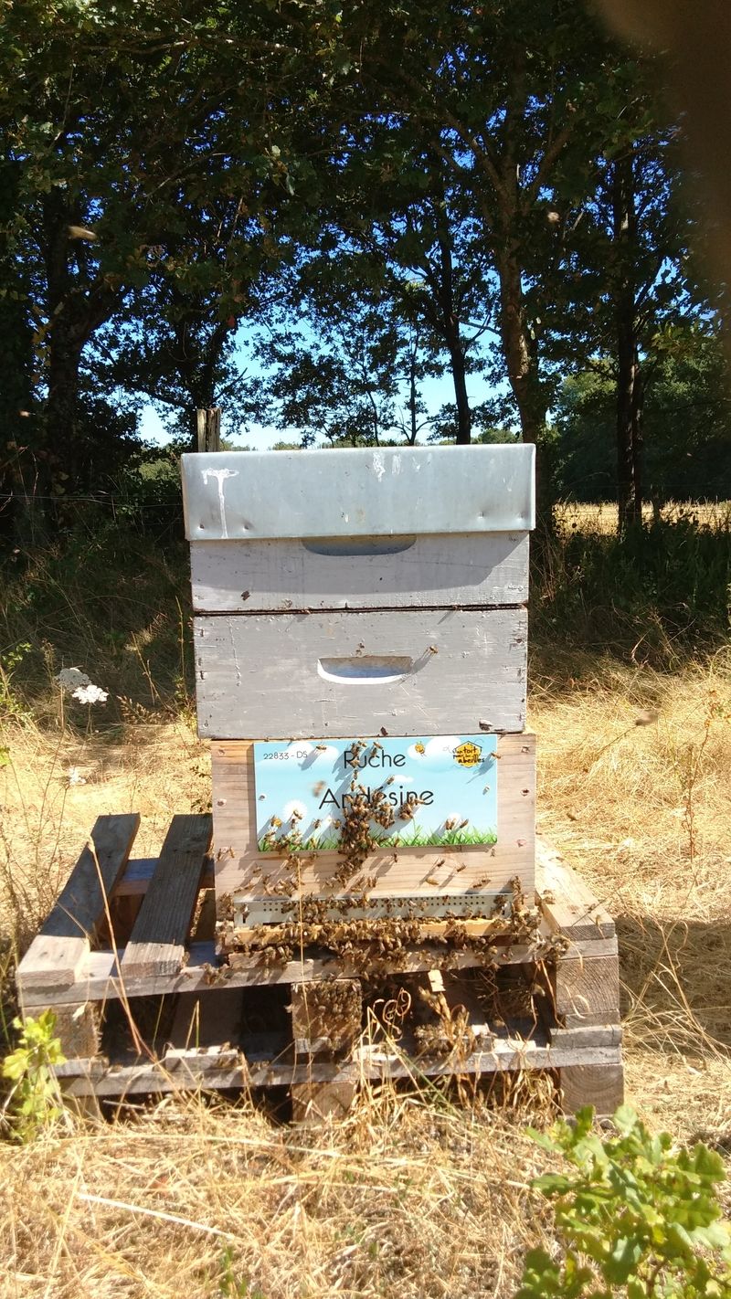 La ruche Andésine