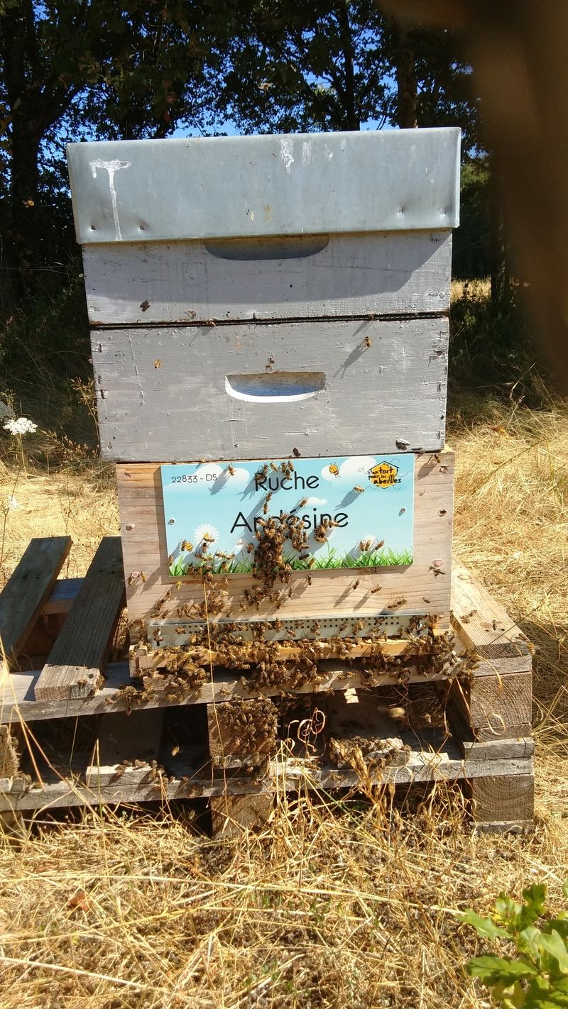 La ruche Andésine