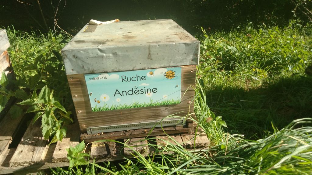 La ruche Andésine