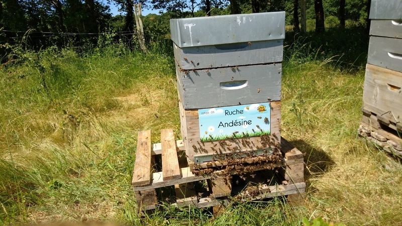 La ruche Andésine