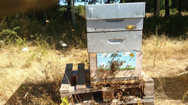 La ruche Andésine