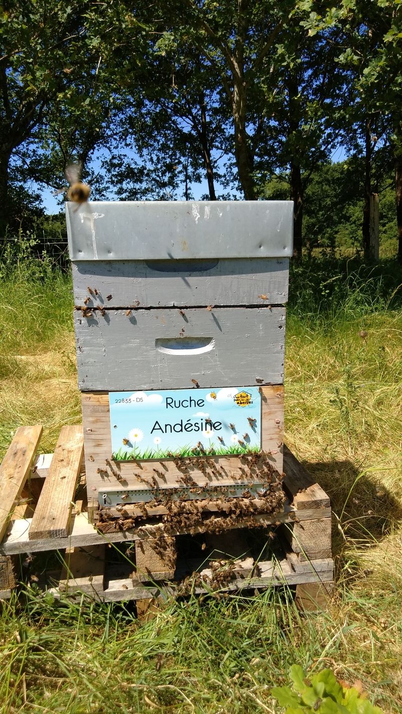 La ruche Andésine