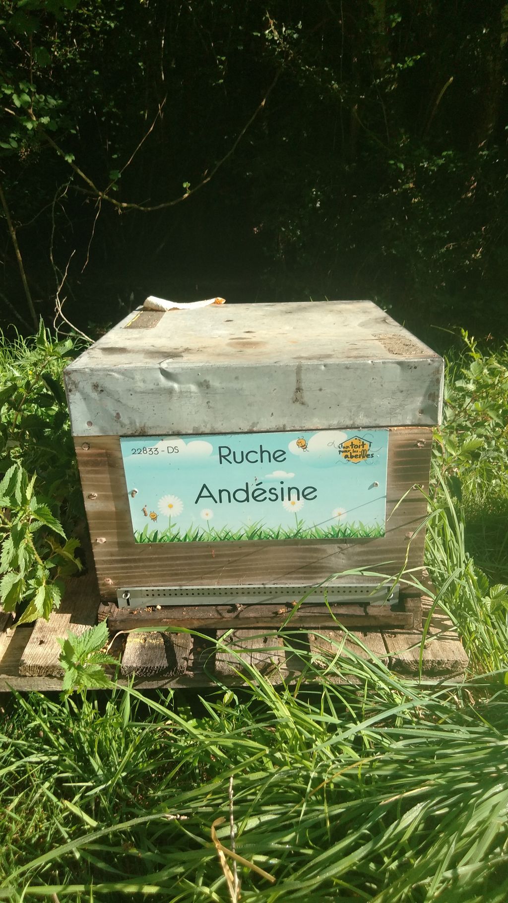La ruche Andésine