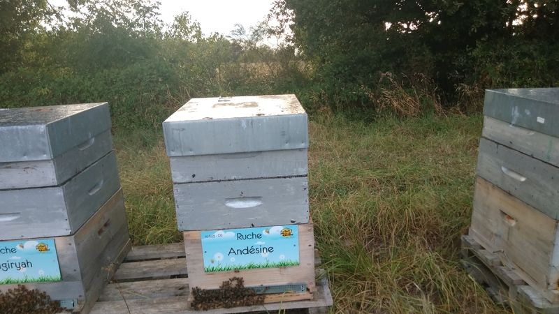 La ruche Andésine