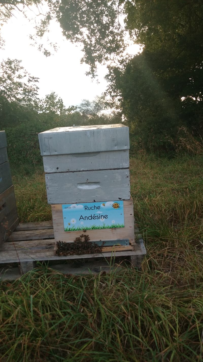 La ruche Andésine